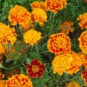 Tagetes patula 'Hero Flame'
